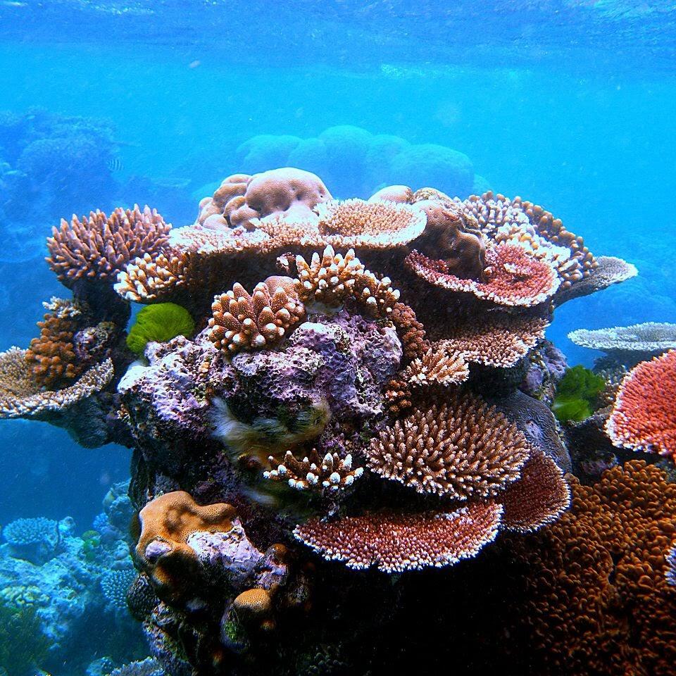 Coral Reef of Monterey Aquarium