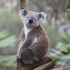 Koala sitting at San Diego Zoo