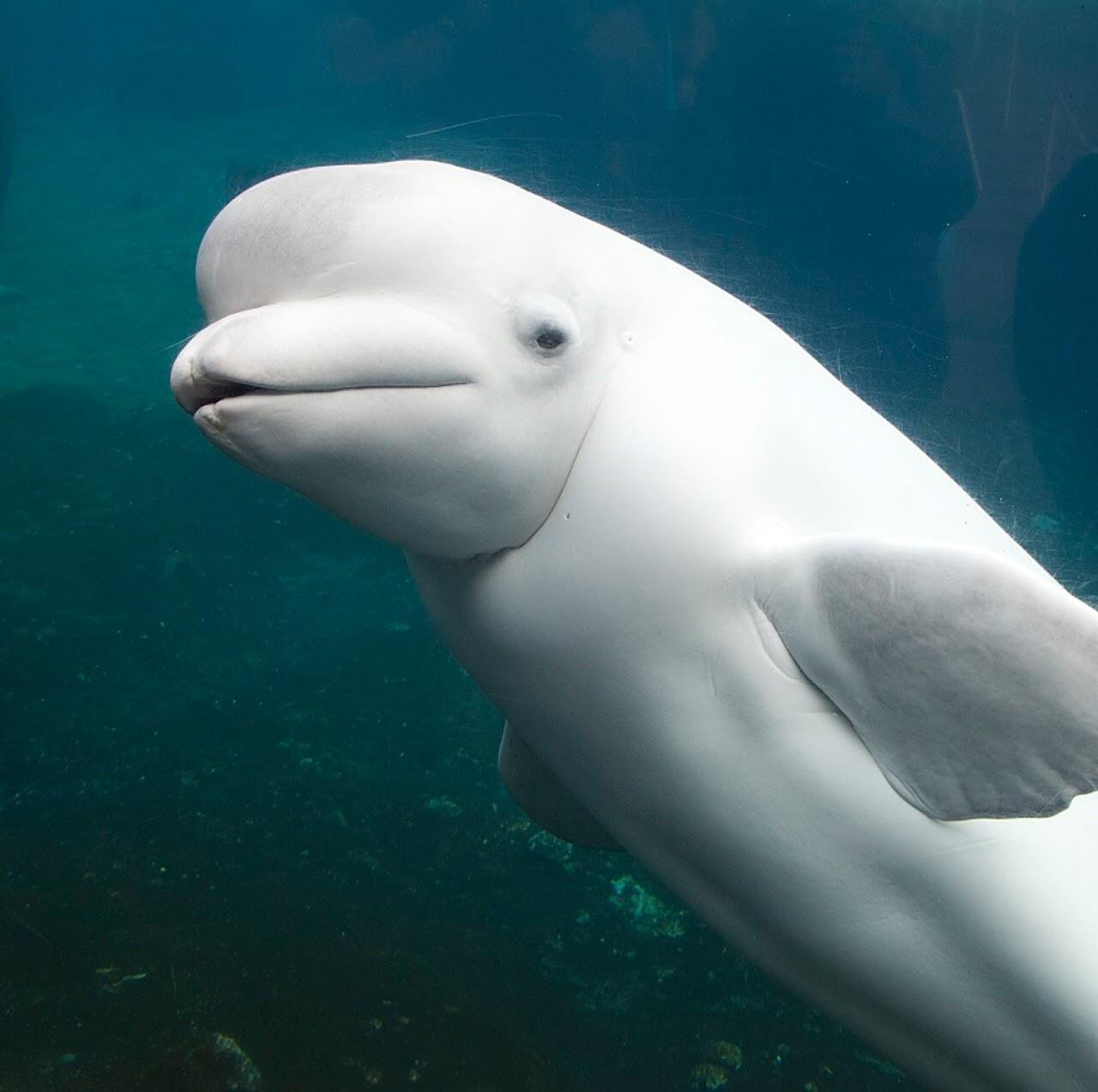 Beluga Whale of Georgia Aquarium
