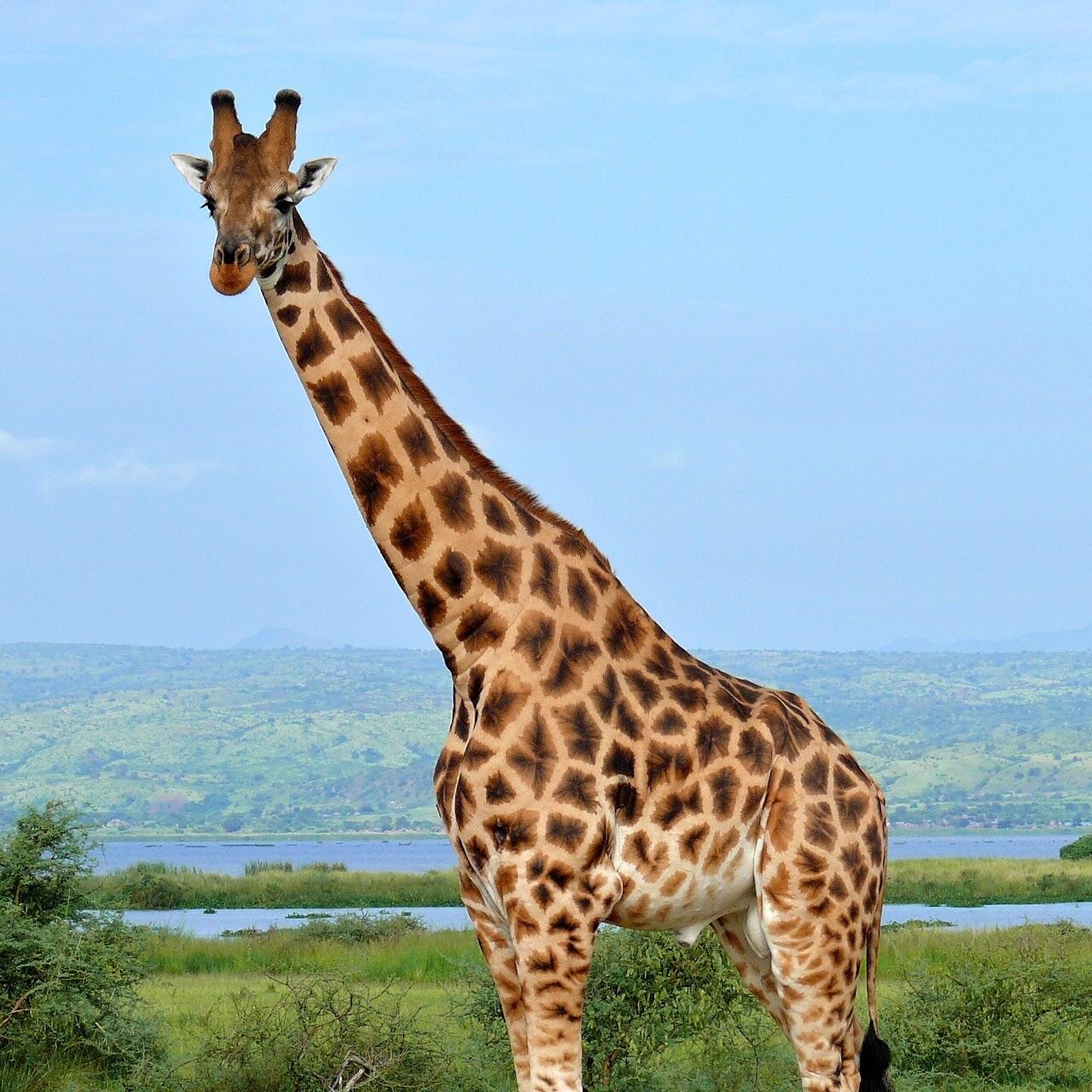 Giraffe captured from San Diego Zoo