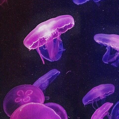Jelly Fish photo of Monterey Bay Aquarium