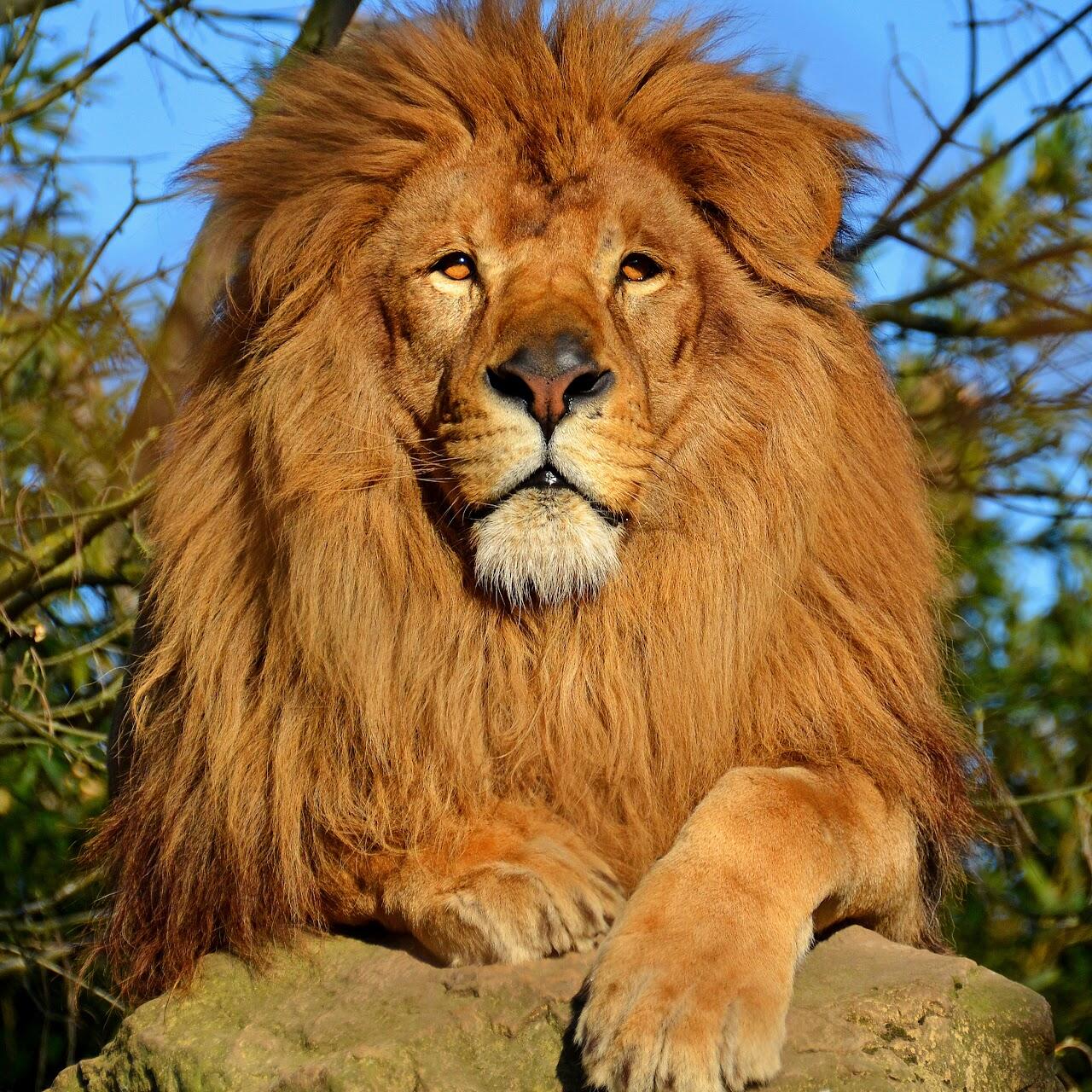 Lion's Famous looking style at Smithsonian Zoo