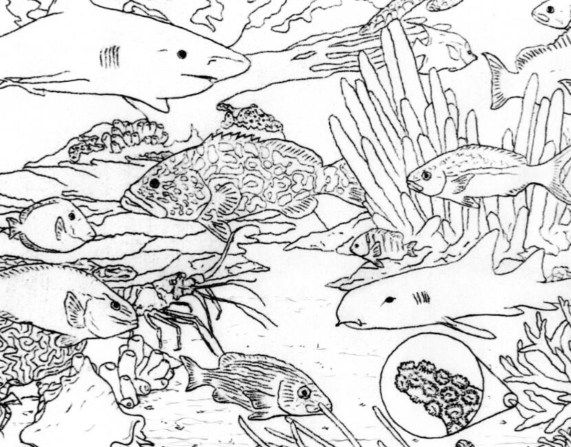 National Geographic Coloring Pages photo