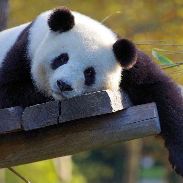 Panda picture from San Diego Zoo