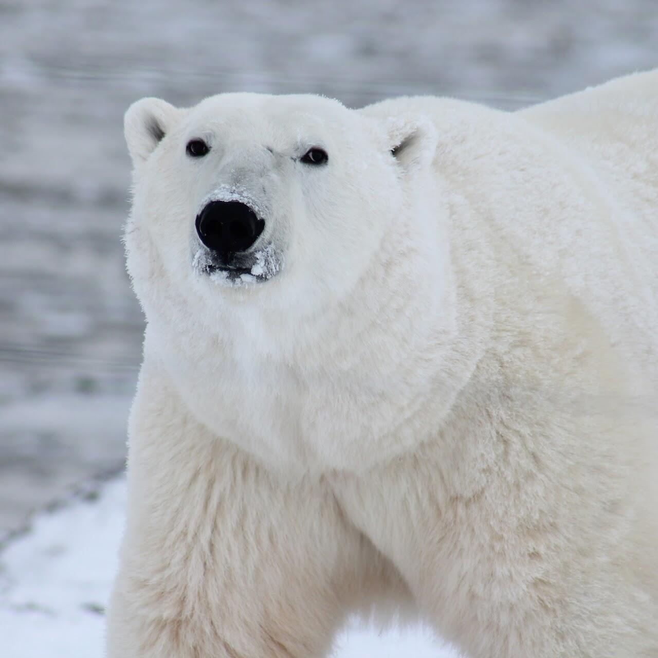 Polar Bear captured at San Diego Zoo