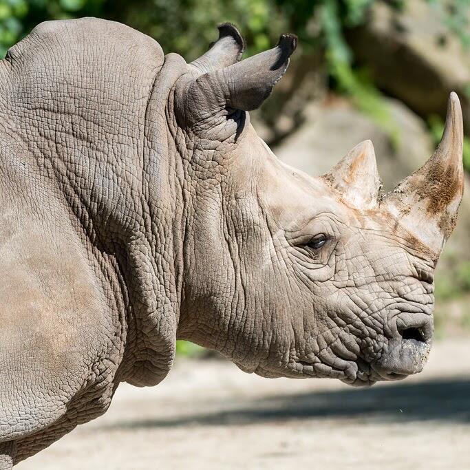 Rhino at Houston Zoo