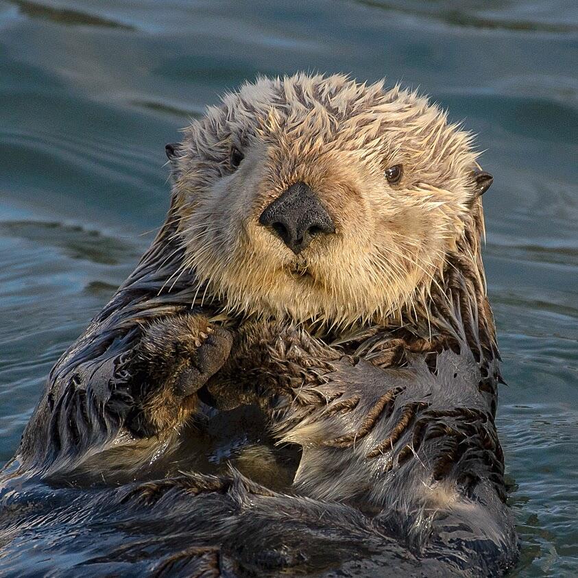 Sea Otters photo of Monterey Bay Aquarium