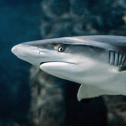 Shark of Monterey Bay Aquarium