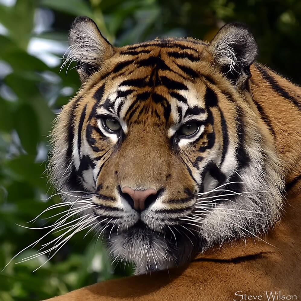 Tiger staring sharply at San Diego Zoo